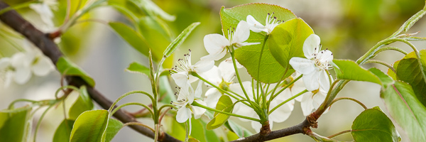 Bloom;Blossom;Blossoms;Bradford Pear;Branch;Branches;Flower;Floweret;Flowering;Flowers;Green;Healing;Health care;Healthcare;Leaf;Leaves;Panoramic;Peaceful;Petal;Petals;White;bloom;calm;flora;floral;limb;restful;serene;soothing;tranquil;tree limbs